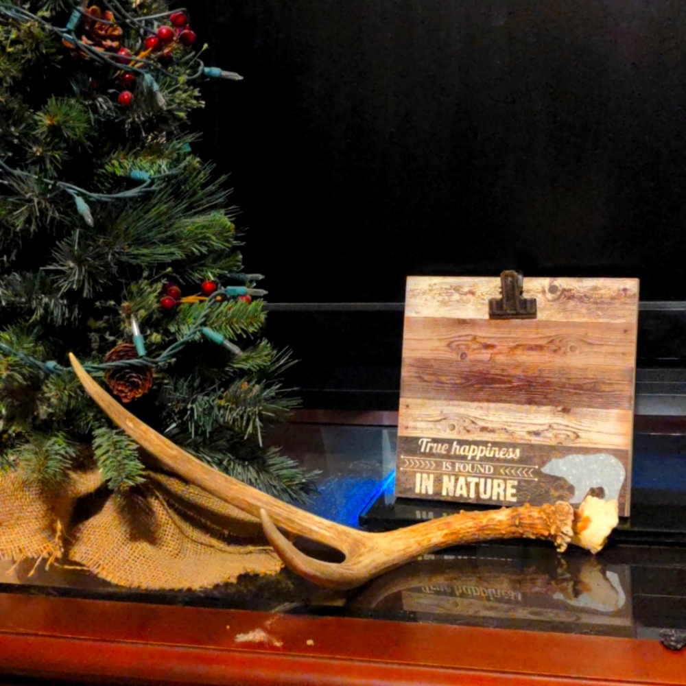 Deer antler shed